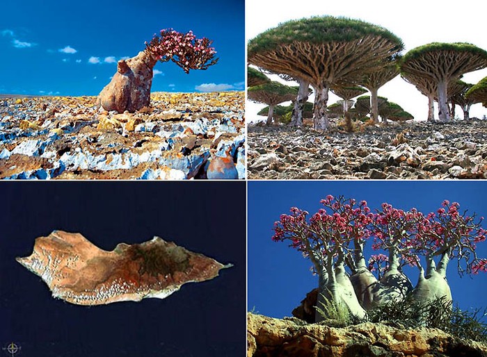 Cây cối trên đảo khác hoàn toàn so với bất kỳ loại cây cối nào trên thế giới, và kể cả hệ động vật ở đây cũng khác với họ hàng của chúng ở châu Phi. Ảnh: Các loại kỳ hoa dị thảo trên đảo Socotra
